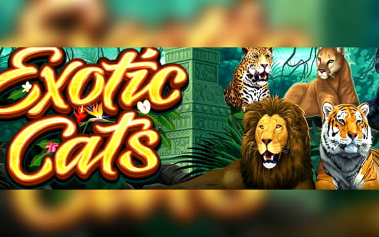 75 free spins casino at Rizk Casino